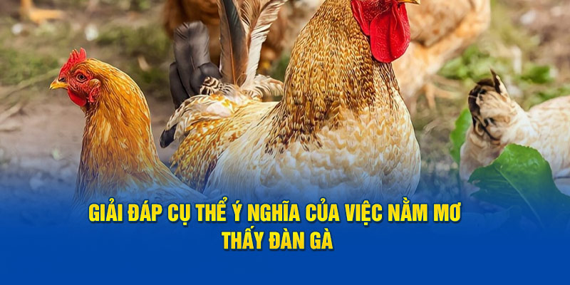 Giải đáp cụ thể ý nghĩa của việc nằm mơ thấy đàn gà