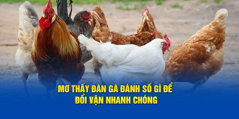 Mơ thấy đàn gà đánh số gì để đổi vận nhanh chóng