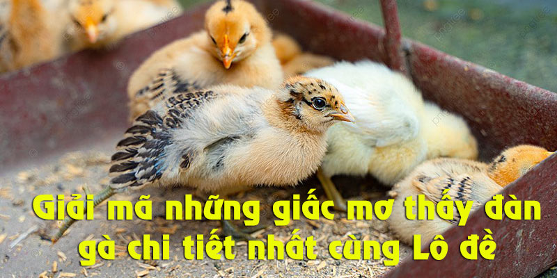 Cùng chuyên gia Lô đề giải mã giấc mơ thấy đàn gà