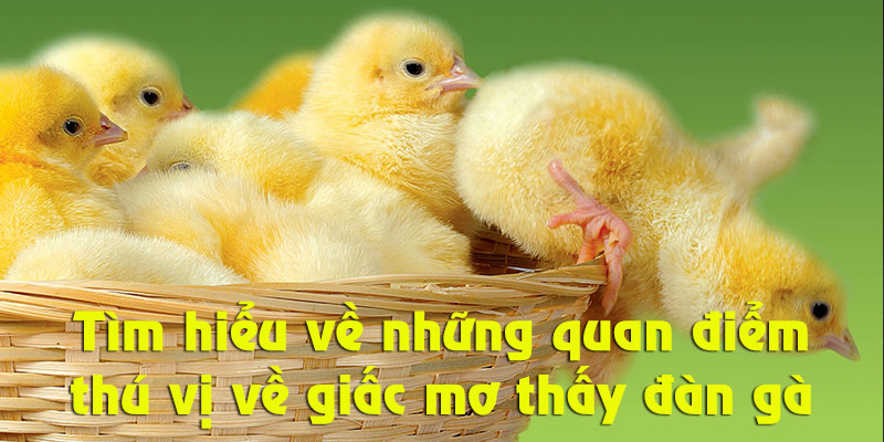 Những quan điểm thú vị về giấc mộng gặp đàn gà