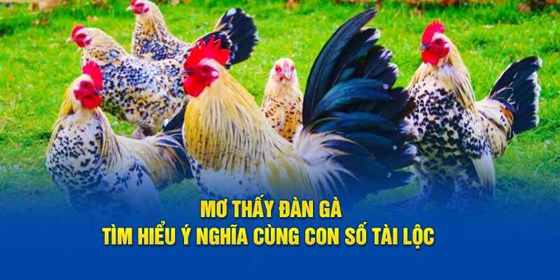 mơ thấy đàn gà