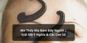 Mơ Thấy Đỉa Bám Đầy Người | Giải Mã Ý Nghĩa & Các Con Số