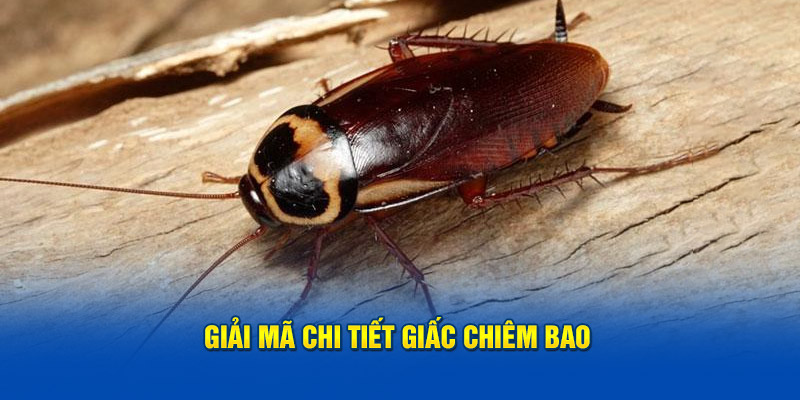 Giải mã giấc chiêm bao