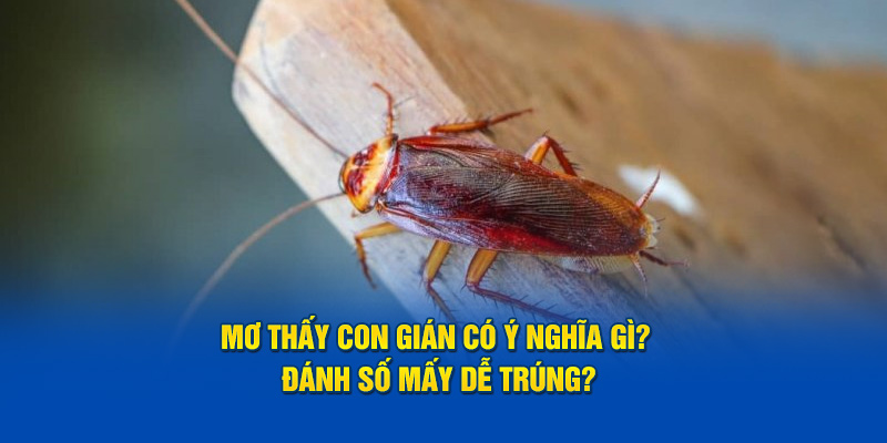 Mơ Thấy Con Gián Mang Nghĩa Gì?