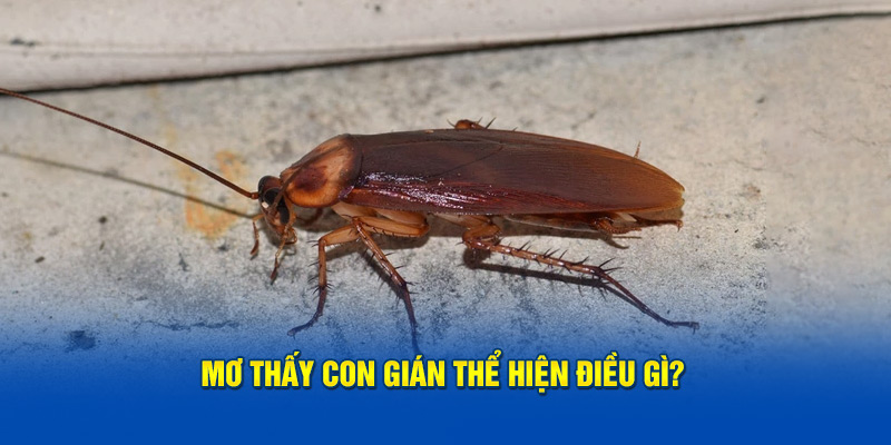 Mơ thấy con gián thể hiện điều gì?