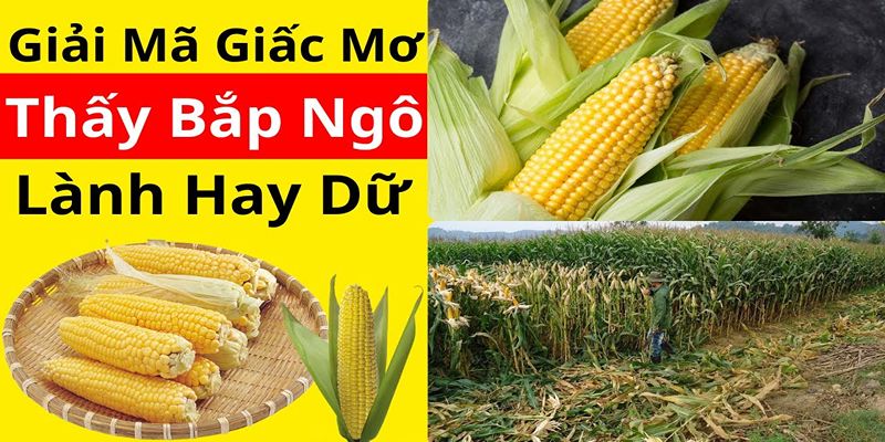 Mỗi tình huống mơ thấy bắp ngô khác nhau sẽ có điềm báo tương ứng